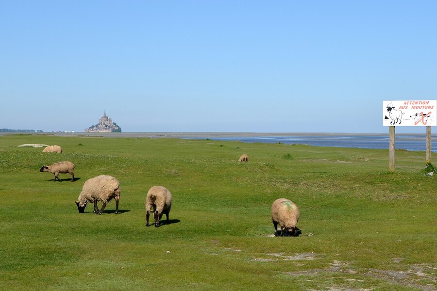 Salt-marsh sheep grazing in front of Mont-Saint-Michel